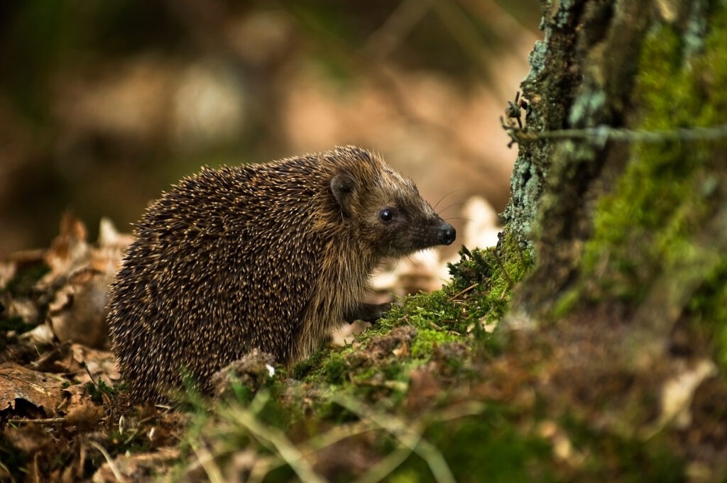 West_European_Hedgehog_(Erinaceus_europaeus)2
