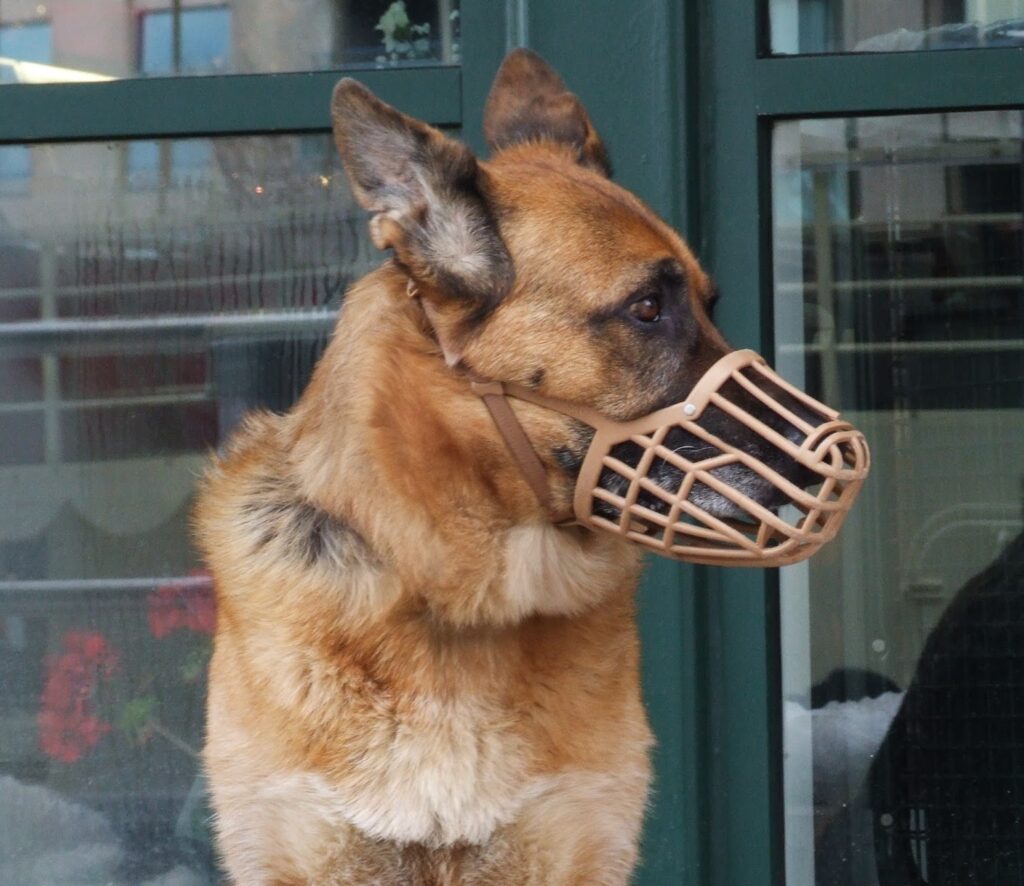 German_Shepherd_with_Muzzle